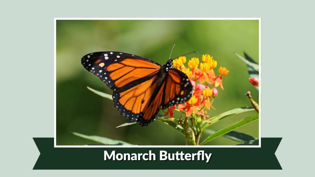 Monarch Butterfly