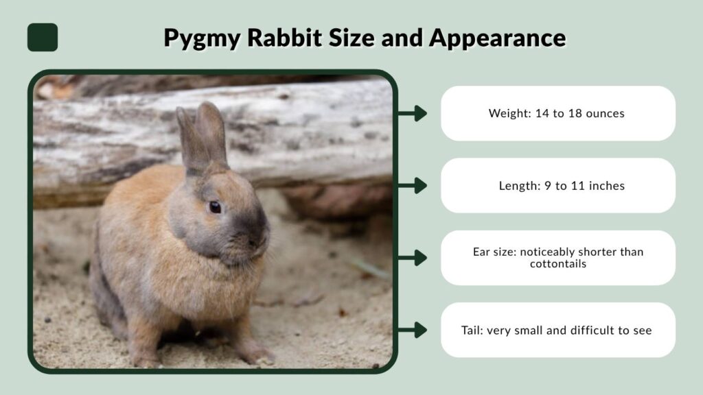 Pygmy Rabbit Size and Appearance