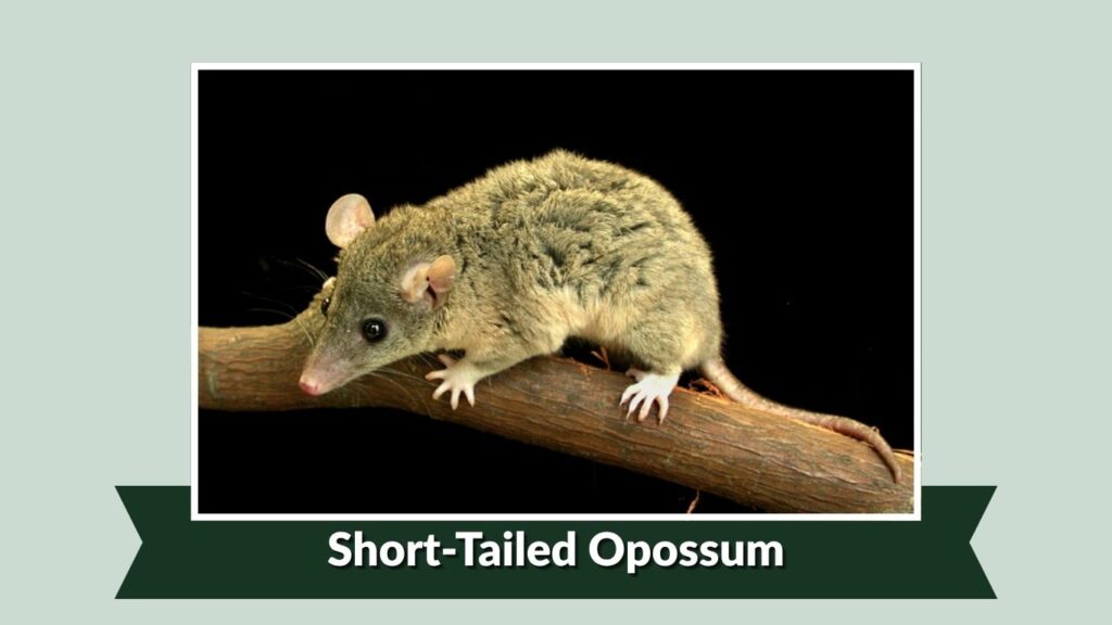 Short-Tailed Opossum