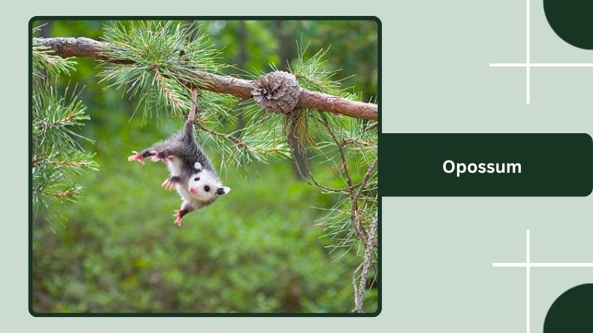 Opossum
