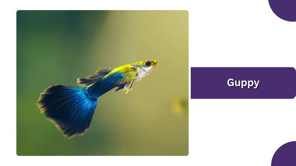 Guppy