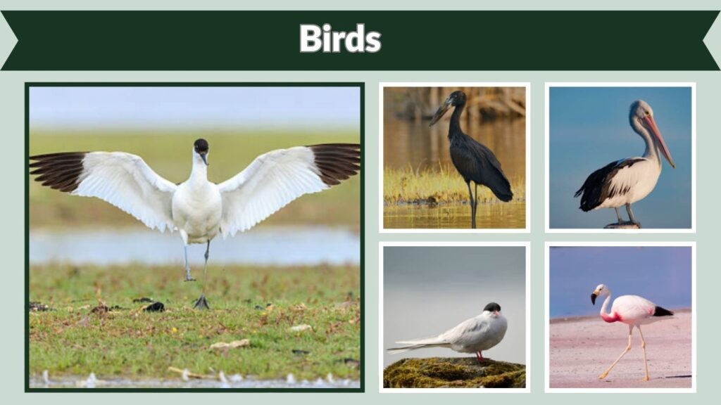 Birds