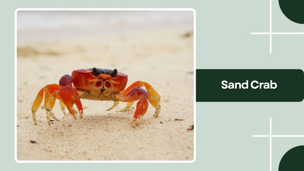 Sand Crab