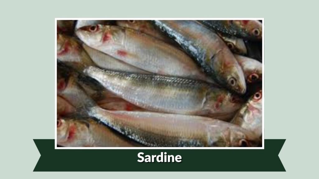 Sardine