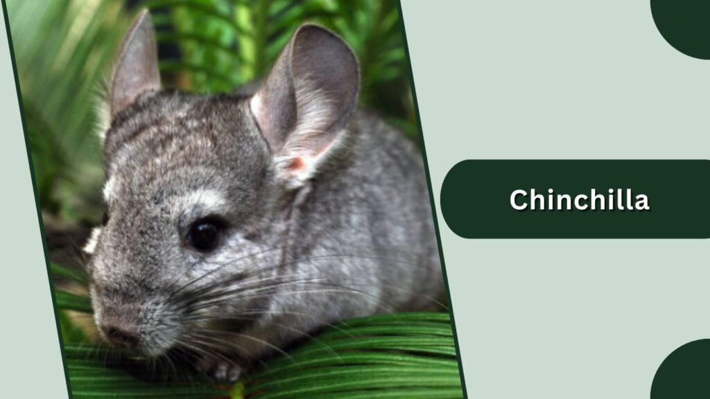 Chinchilla