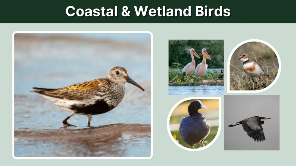Coastal & Wetland Birds