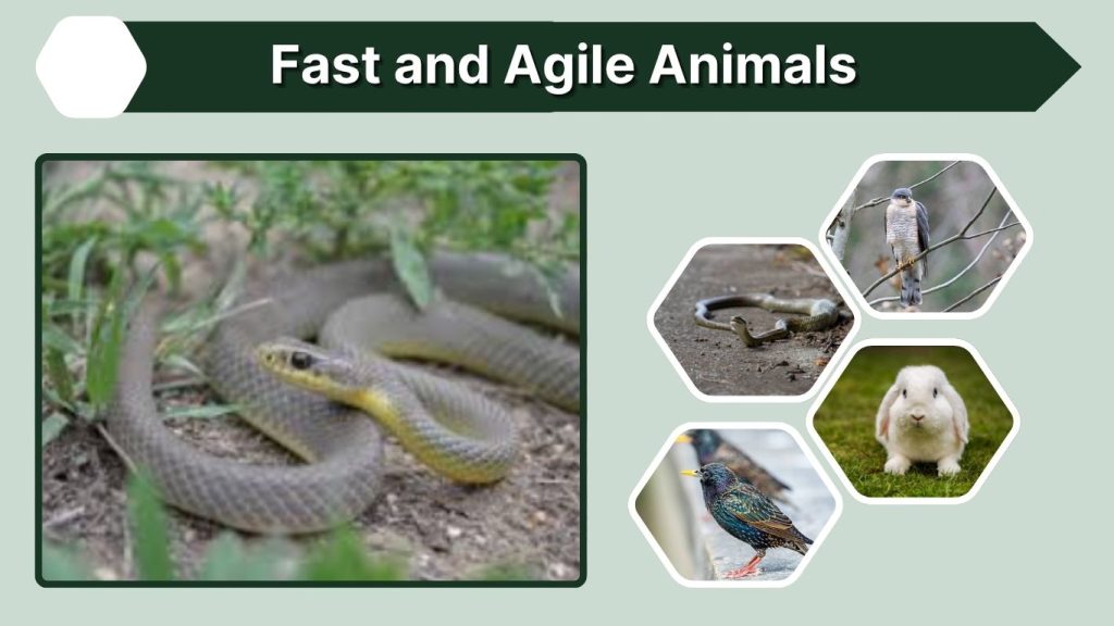 Fast and Agile Animals