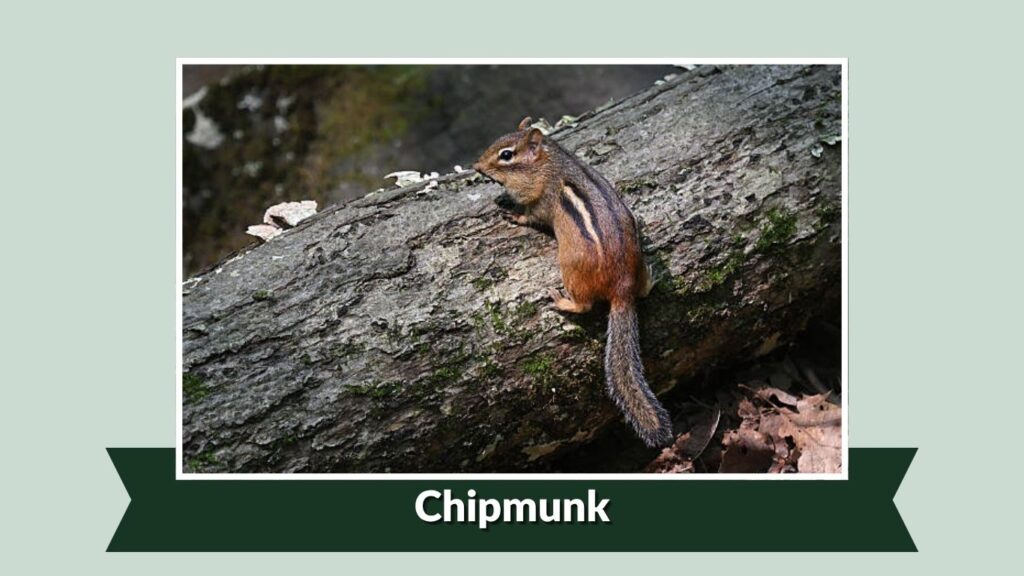 Chipmunk