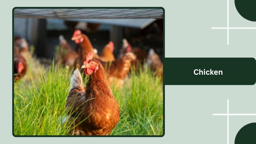  Chicken