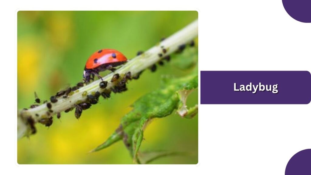 Ladybug