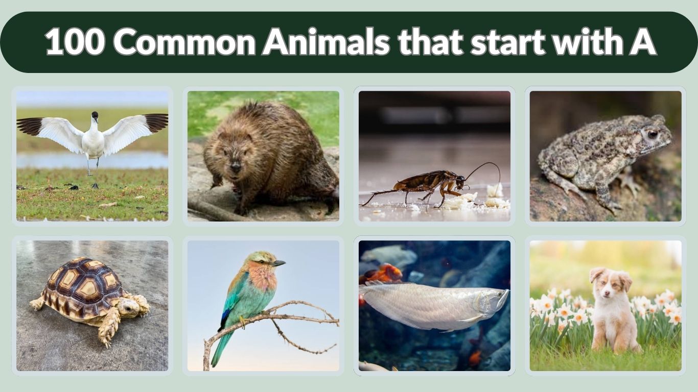 100 Common Animals that start with A: Identification with Pictures 