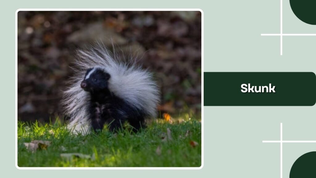 Skunk