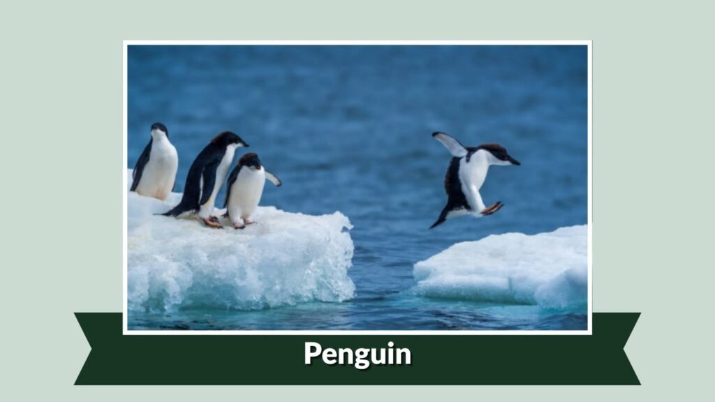  Penguin
