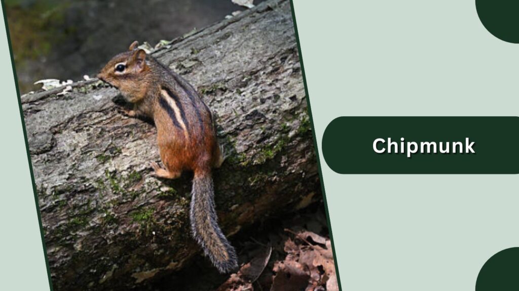 Chipmunk