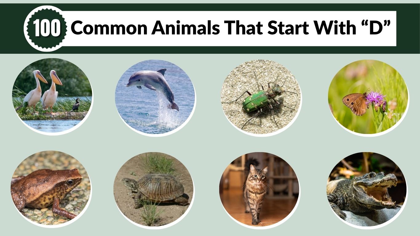 100 Common Animals That Start With “D” : Identification With Pictures
