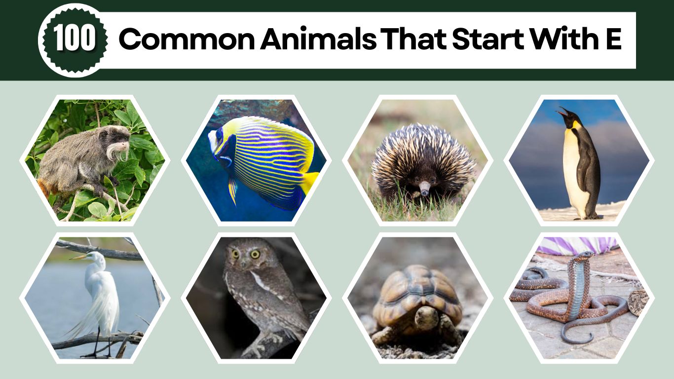 100 Common Animals That Start With E: Identification with Pictures