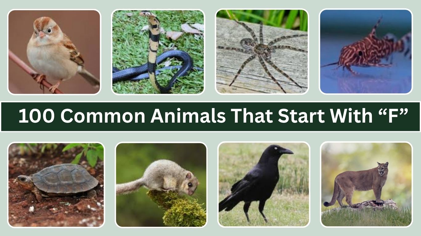 100 Common Animals That Start With “F” Identification with Pictures