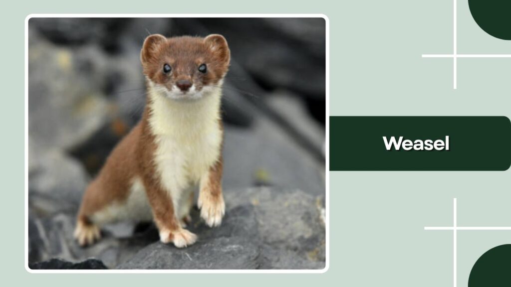 Weasel