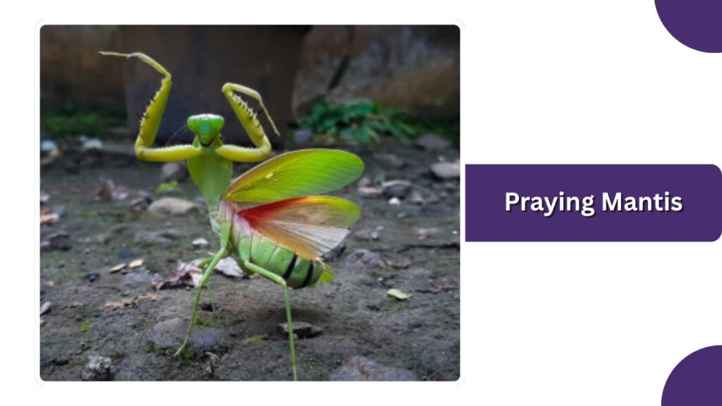 Praying Mantis
