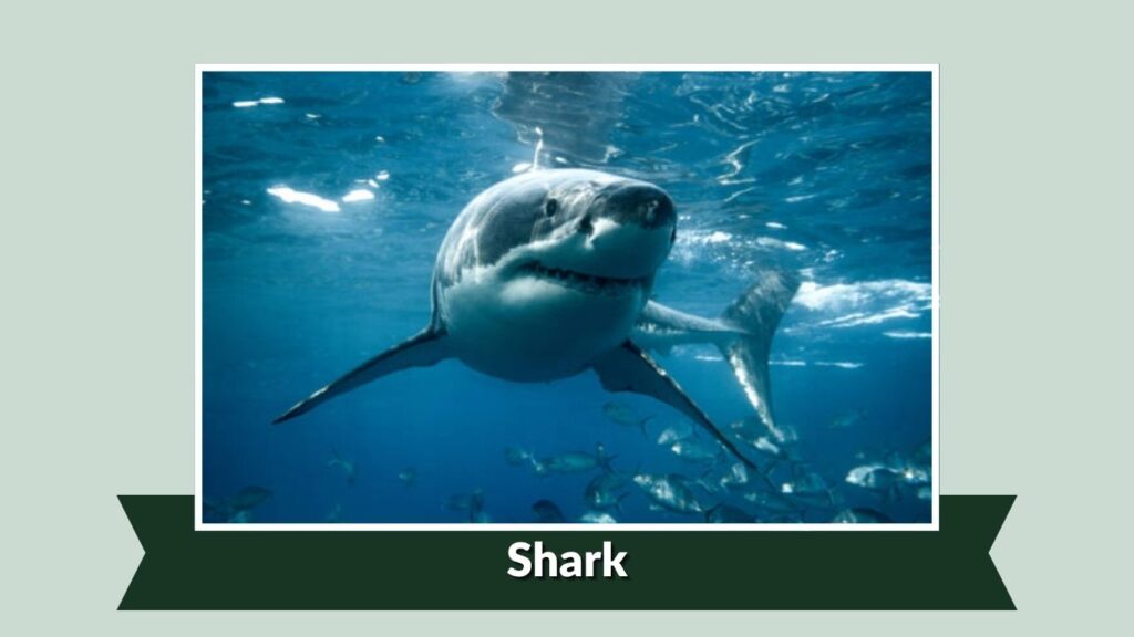 Shark