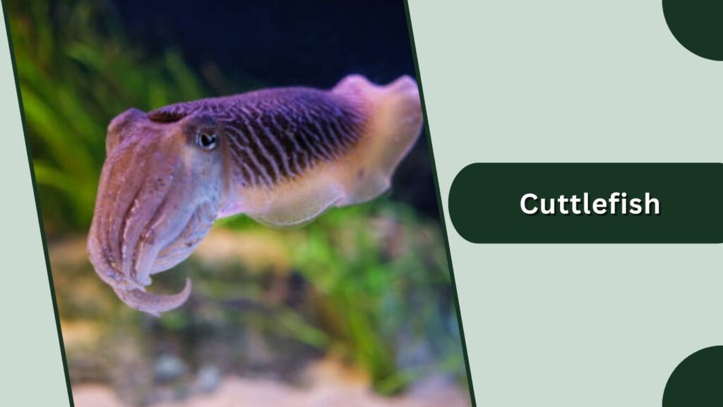 Cuttlefish