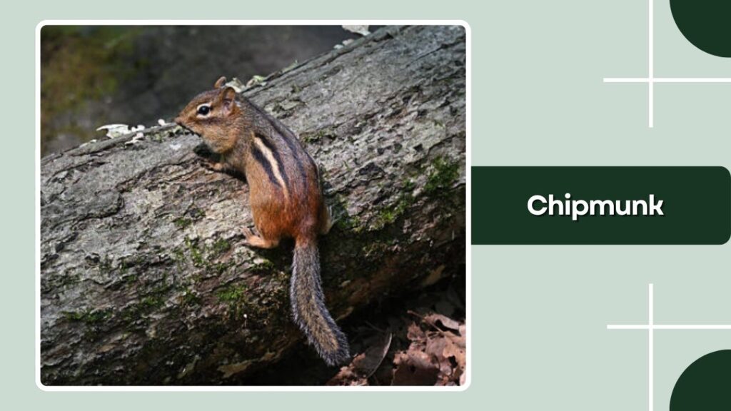 Chipmunk