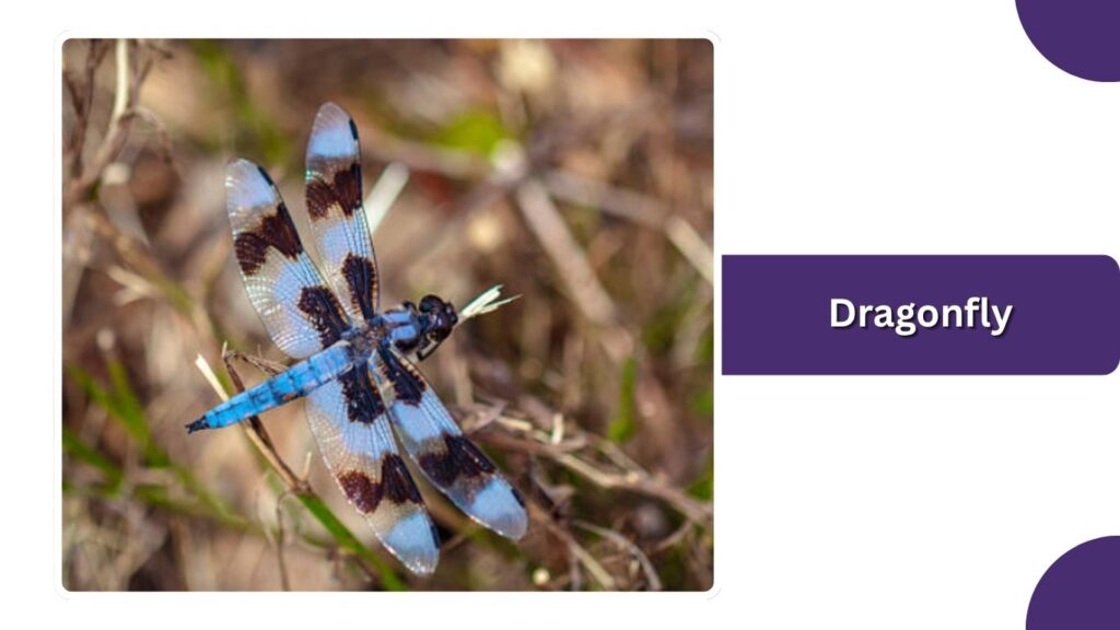 Dragonfly