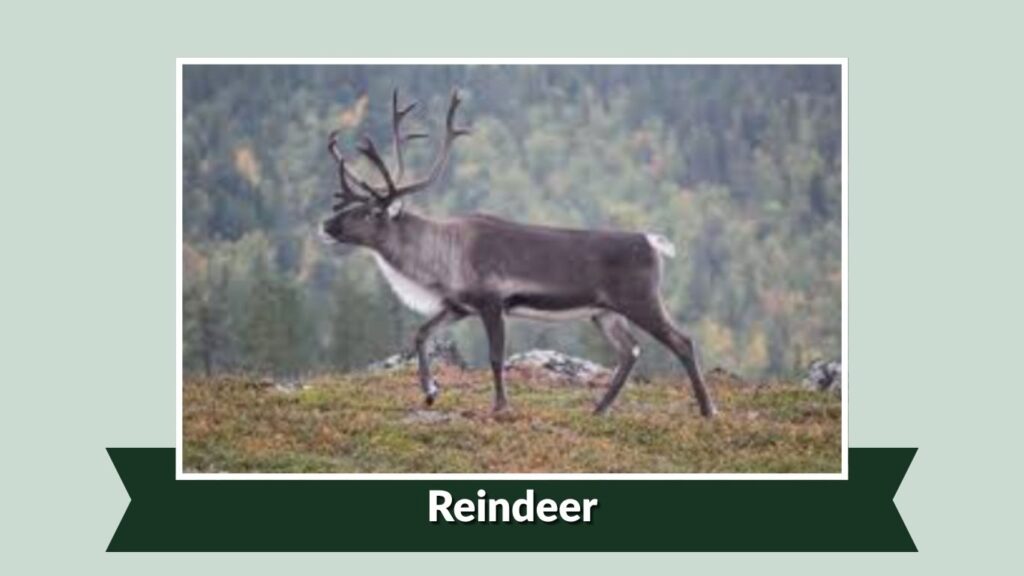 Reindeer