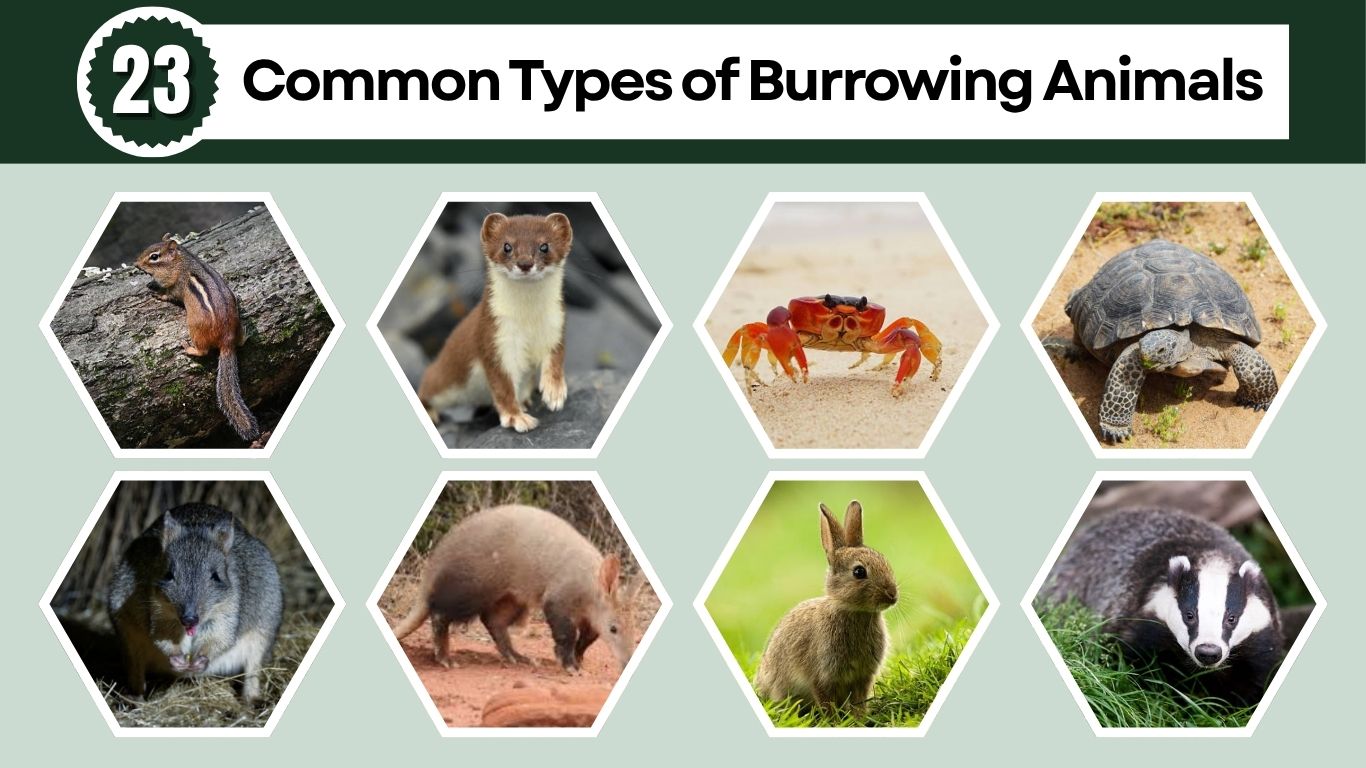 23 Common Types of Burrowing Animals: Id with Pictures