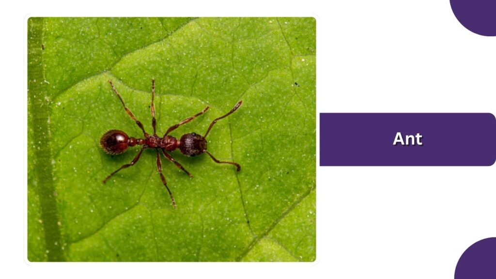 Ant