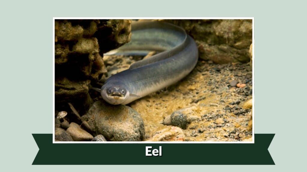 Eel