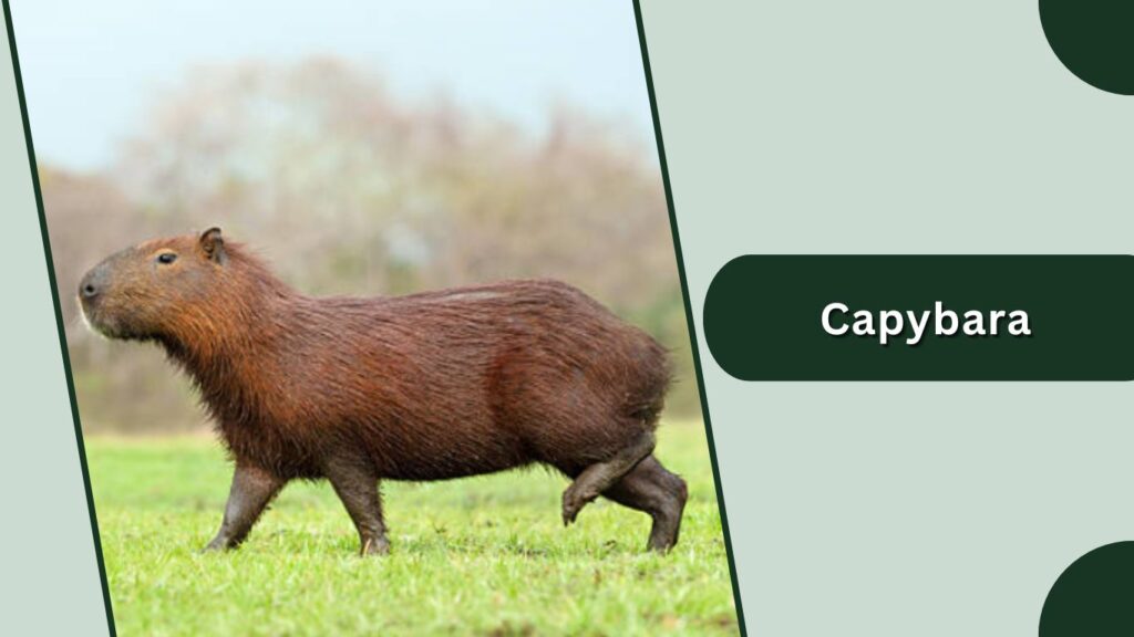  Capybara