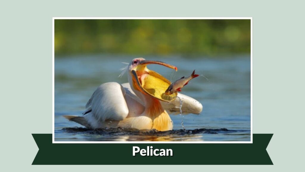  Pelican