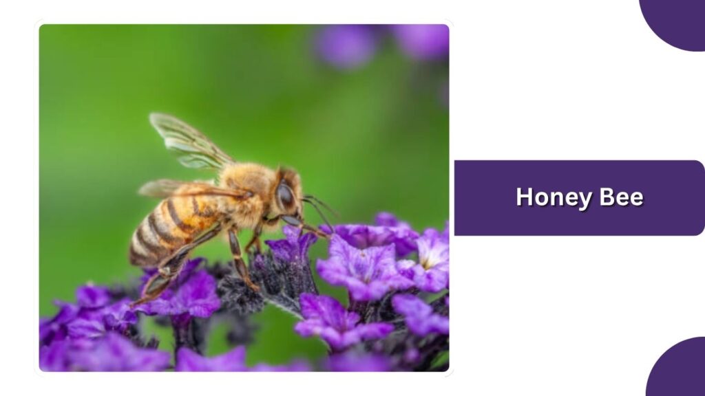 Honey Bee