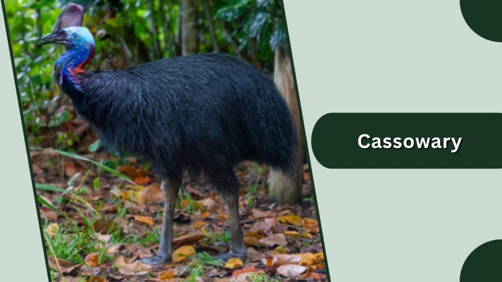 . Cassowary