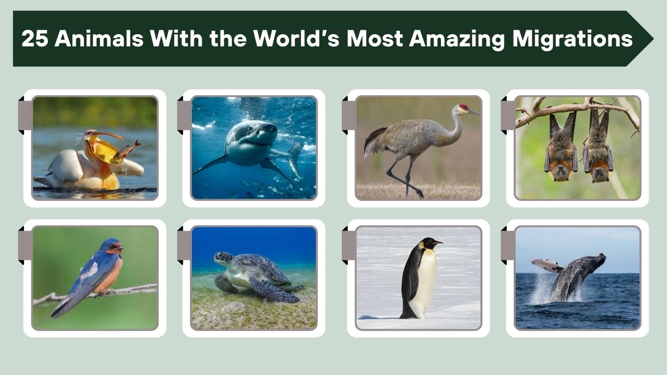 25 Animals With the World’s Most Amazing Migrations