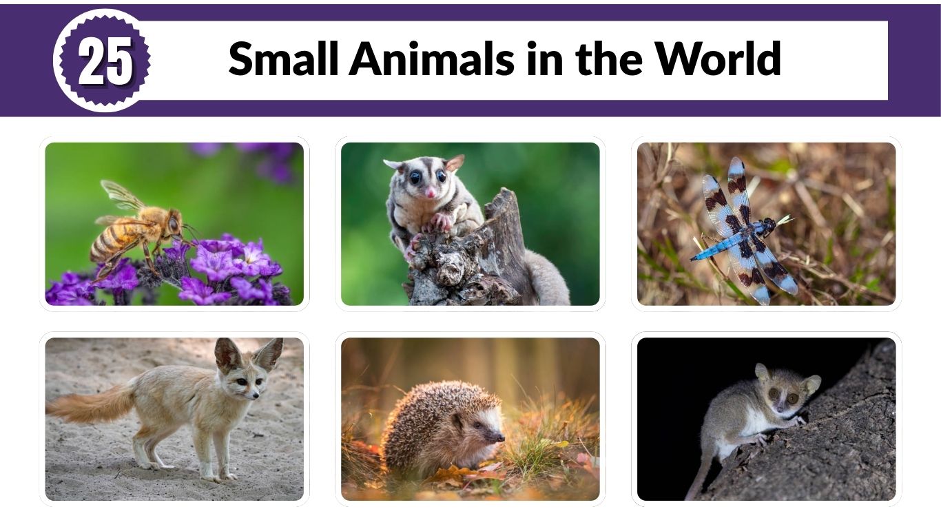 25 Small Animals in the World: Identification with Pictures