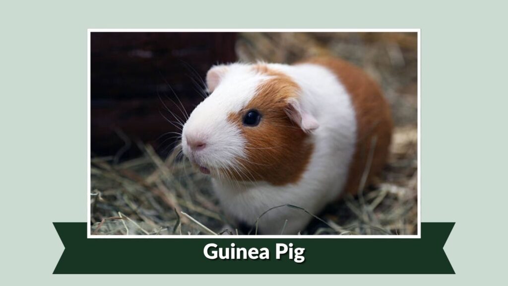 Guinea Pig