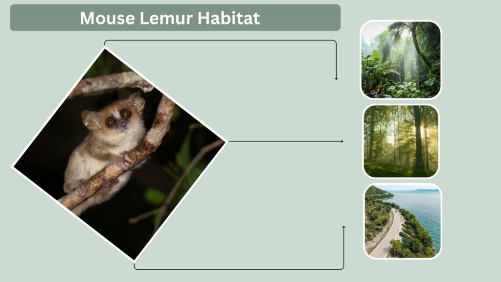 Mouse Lemur Habitat