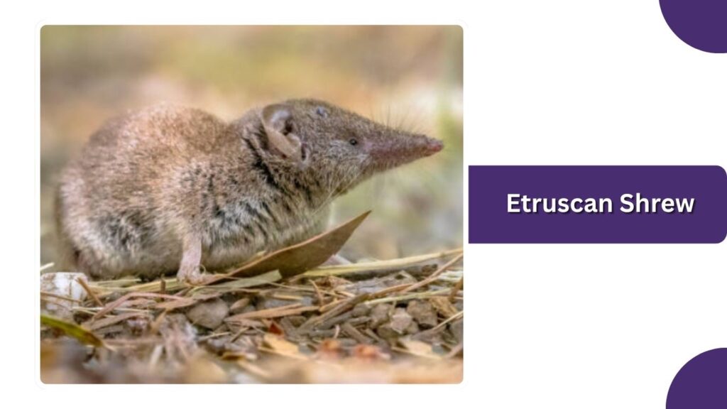 Etruscan Shrew
