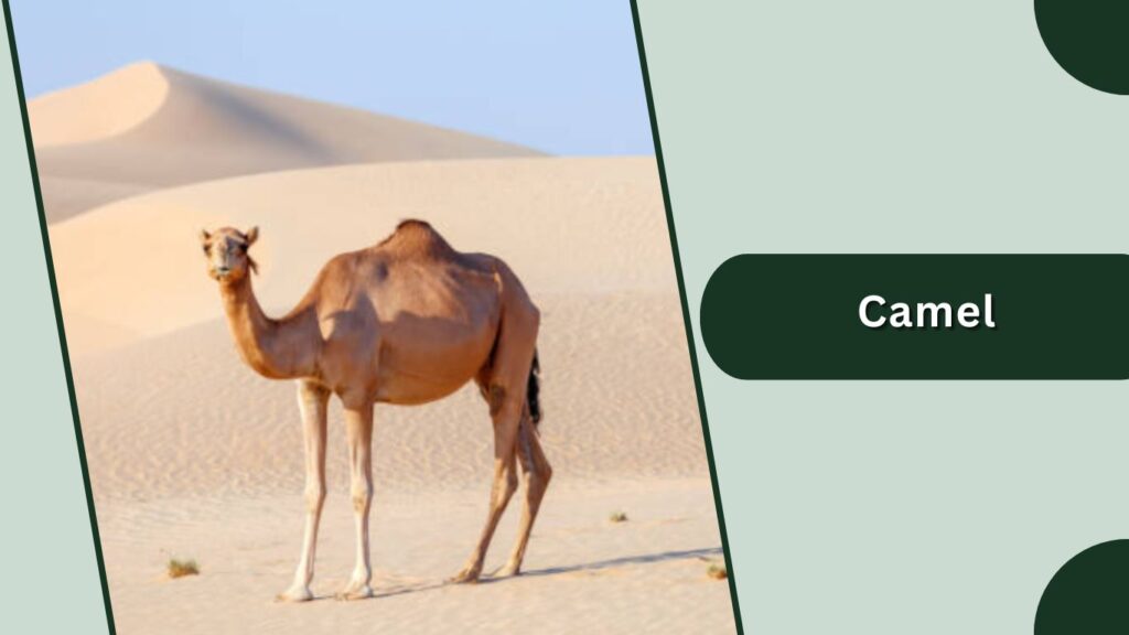 Camel