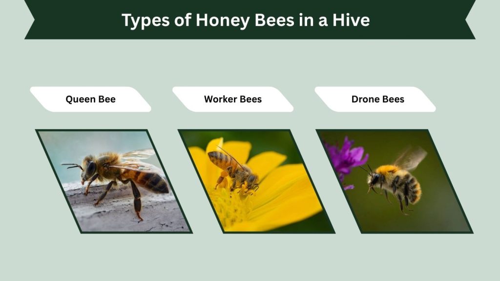 Types of Honey Bees in a Hive