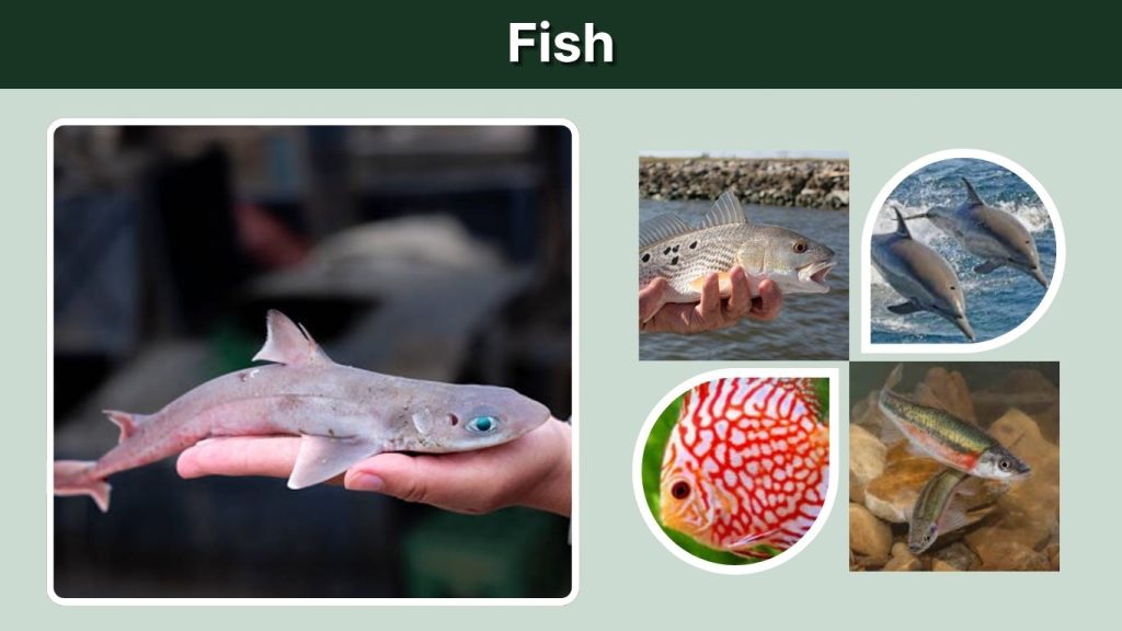 Fish