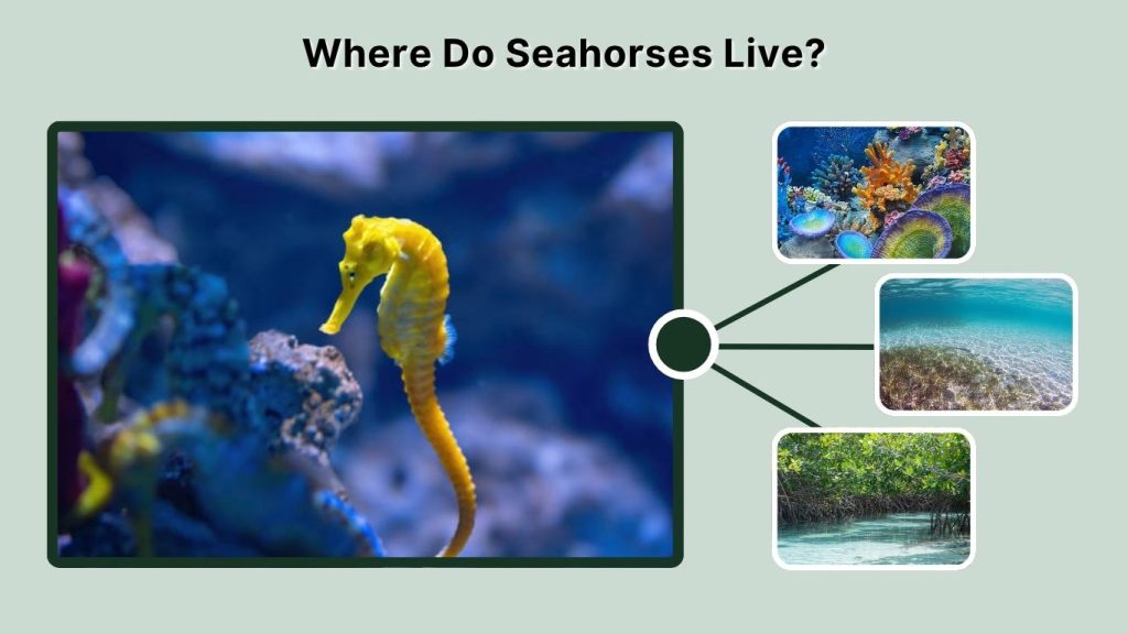 Where Do Seahorses Live?