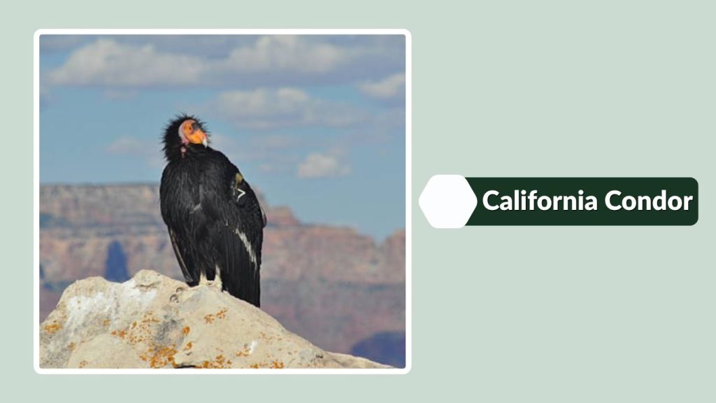 California Condor