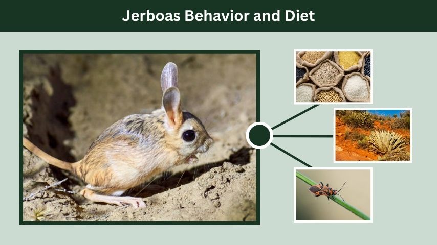 Jerboas Behavior and Diet