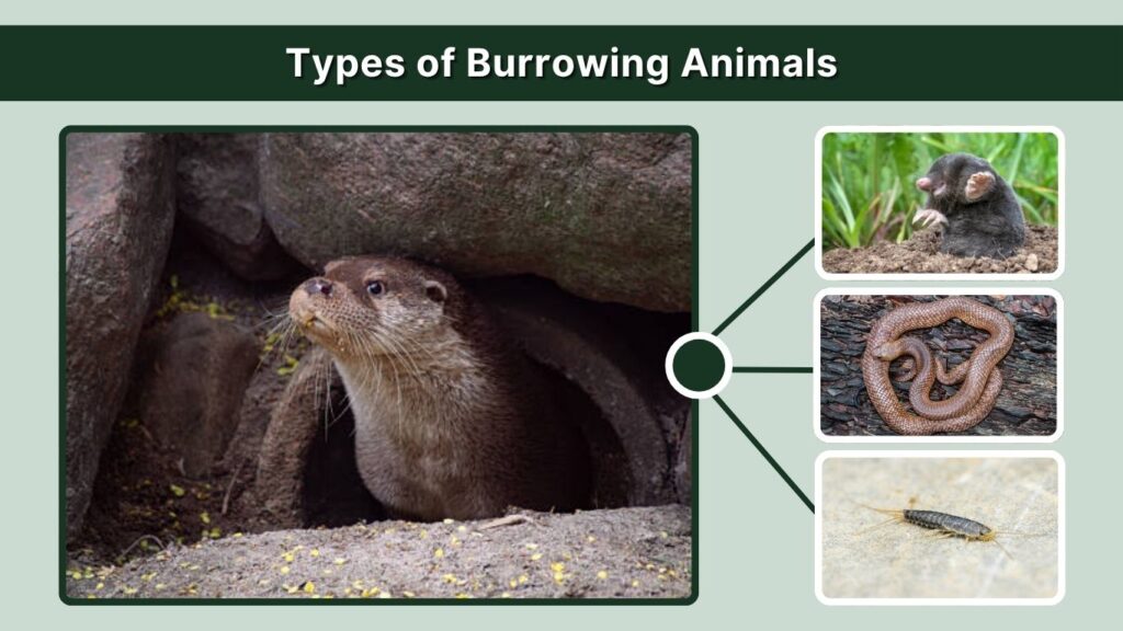 Types of Burrowing Animals