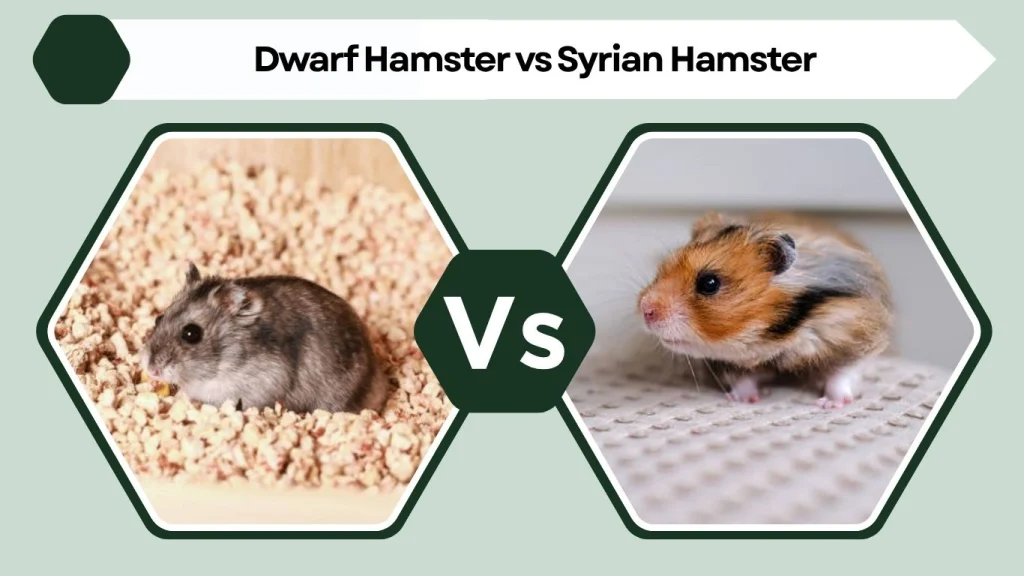 Dwarf Hamster vs Syrian Hamster