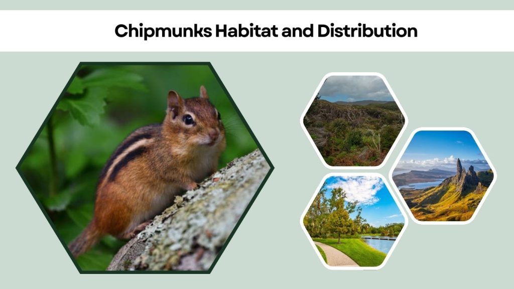 Chipmunks Habitat and Distribution