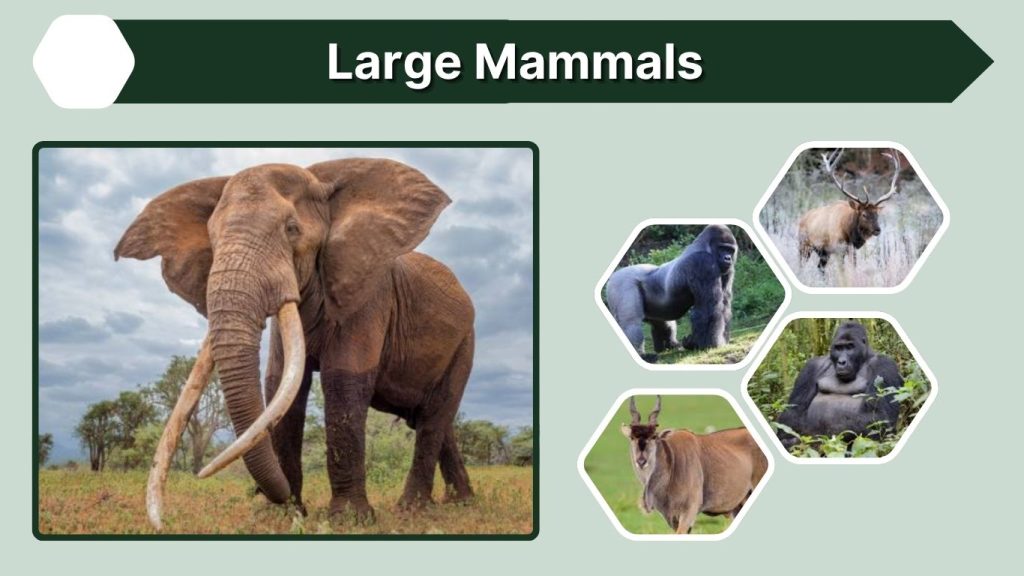Large Mammals